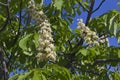 Aesculus hippocastanum, horse chestnut tree blooming Royalty Free Stock Photo