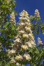 Aesculus hippocastanum, horse chestnut tree blooming Royalty Free Stock Photo