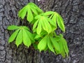 Aesculus hippocastanum, Spanish chestnut, European horse-chestnut tree leaves in spring. Royalty Free Stock Photo