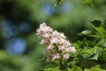 Aesculus hippocastanum Royalty Free Stock Photo