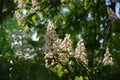 Aesculus hippocastanum horse chestnut tree in bloom with white flowers and sky