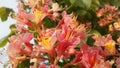 Aesculus Hippocastanum (Horse Chestnut) with Pink Blossoms and Small Newly Formed Green Seeds.