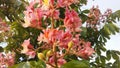 Aesculus Hippocastanum (Horse Chestnut) with Pink Blossoms and Small Newly Formed Green Seeds.