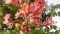 Aesculus Hippocastanum (Horse Chestnut) with Pink Blossoms and Small Newly Formed Green Seeds.