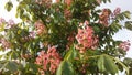 Aesculus Hippocastanum (Horse Chestnut) with Pink Blossoms and Small Newly Formed Green Seeds.
