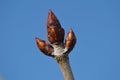 Horse chestnut tree Aesculus hippocastanus spring buds closeup Ã¢â¬â signs of spring - horizontal Royalty Free Stock Photo