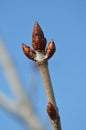 Horse chestnut tree Aesculus hippocastanus branch with spring buds Ã¢â¬â signs of spring - vertical Royalty Free Stock Photo