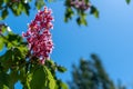 Aesculus red chestnut flowers, flowering horse chestnut red flowers, sunny day in May. Natural detail, deciduous plant of flower
