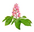 Aesculus x carnea, or red horse-chestnut. Isolated on white background