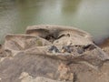 unique patterned river stone