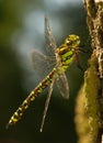 Aeshna cyanea