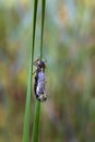 Aeshna cyanea - Blue Punch, a punch hatching on a reed leaf. On the leaf is a stripped brown cocoon and a freshly hatched punch