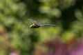 Aeshna cyanea dragonflyÃ¯Â»Â¿ Royalty Free Stock Photo