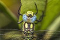 Aeshna cyanea dragonflyÃ¯Â»Â¿ Royalty Free Stock Photo
