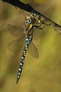 Aeshna mixta dragonfly drying on a wash-line Royalty Free Stock Photo