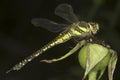 Aeshna mixta / migrant hawker Dragonfly Royalty Free Stock Photo