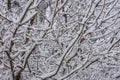 aeste mit schneeschicht detail Royalty Free Stock Photo
