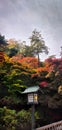 Aestethic Japanese Momiji Autumn Royalty Free Stock Photo