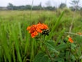 An aesthethic looking orange flower in outdoor