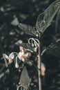 aesthetic background of dark plants