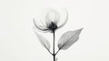 Aesthetic botanical x-ray of peony. Harmonious forms. Minimalism concept. Light color palette. Generative AI