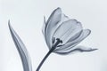 Aesthetic botanical x-ray of tulip Royalty Free Stock Photo