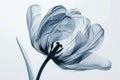 Aesthetic botanical x-ray of tulip Royalty Free Stock Photo