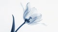 Aesthetic botanical x-ray of tulip. Harmonious forms. Minimalism concept. Light color palette. Generative AI