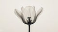 Aesthetic botanical x-ray of tulip. Harmonious forms. Minimalism concept. Light color palette. Generative AI