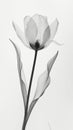 Aesthetic botanical x-ray of tulip. Harmonious forms. Minimalism concept. Light color palette. Generative AI