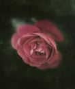 An aesthetic capture of a beautiful pink rose