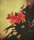An aesthetic capture of a Crossandra flowers