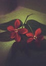 An aesthetic capture of a lovely red flowers Royalty Free Stock Photo