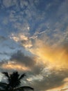 Aesthetic culus clouds float above the the coconut palm tree