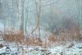 Aesthetic fog winter forest landscape. Winter snow trees Royalty Free Stock Photo