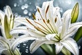 Aesthetic image of white Lilly flower, waterdrops on the flowers