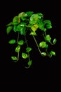Aesthetic indoor greenery: Golden Pothos isolated on black background with clipping path