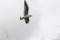 Aesthetic juvenile black-headed gull image against white sky Royalty Free Stock Photo