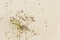 Aesthetic minimal natural sandy background with dry flowers, sunlight and shadows