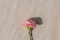 Aesthetic minimalist flatlay with pink carnation flower on beige background with lifestyle sun lidht shadows, greeting Royalty Free Stock Photo