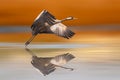 A crane starting to fly over the water. Colorful nature background. Common Crane Grus grus. Royalty Free Stock Photo