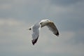 Aesthetic painterly image of a seagull flying. Serene nature image. Royalty Free Stock Photo