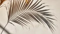 Aesthetic Palm Leaf Shadow on Light Beige Wall Background Royalty Free Stock Photo