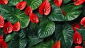 Aesthetic red Anthurium plant background. Close-up of beautiful red and green tropical foliage. AI-Generated Royalty Free Stock Photo