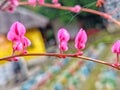 aesthetic small pink flowers on tree branches with a touch of spider web Royalty Free Stock Photo