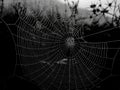 Aesthetic spider web with its wonderful architecture and creative design