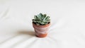 Aesthetic with the succulent centered emphasizing simplicity and Royalty Free Stock Photo