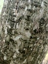 Aesthetic tree bark texture at garden defocused shoot view