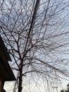 Aesthetic tree and beautiful sky
