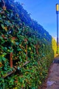 Aesthetic tree fence background and beautiful garden. Street lamp post